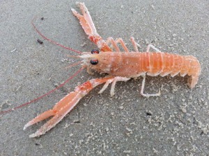 erlebe-norderney-strand-15