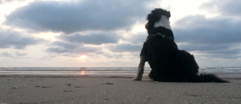 Norderney – Urlaub mit dem Hund